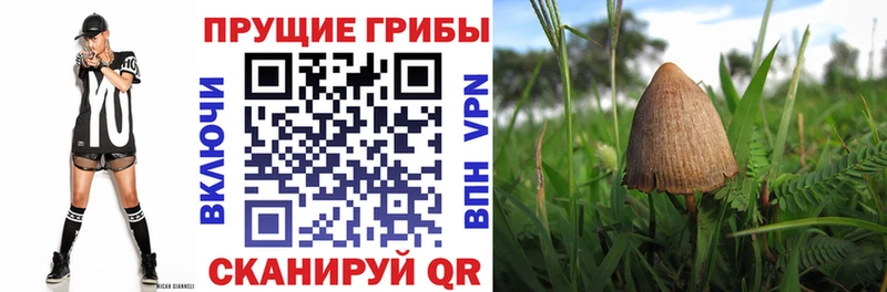 Галлюциногенные грибы прущие грибы  Купить  Прохладный 